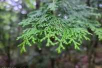 樹海ネイチャーツアー