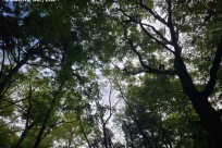 樹海ネイチャーツアー
