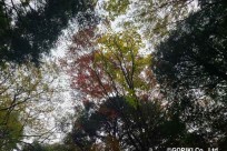樹海ネイチャーツアー