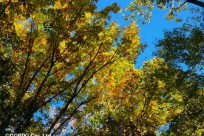 樹海ネイチャーツアー