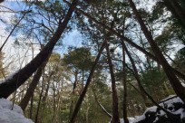 樹海ネイチャーツアー