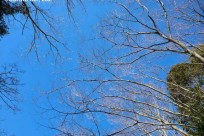 樹海ネイチャーツアー