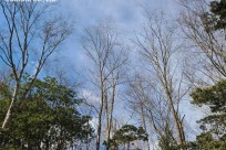 樹海ネイチャーツアー