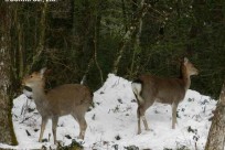 樹海ネイチャーツアー