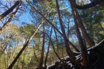 樹海ネイチャーツアー