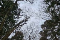 樹海ネイチャーツアー