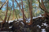 樹海ネイチャーツアー