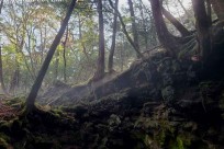 樹海ネイチャーツアー