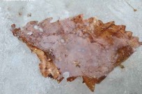 樹海ネイチャーツアー