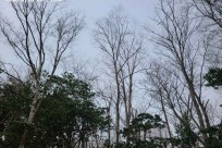 樹海ネイチャーツアー