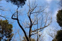 樹海ネイチャーツアー