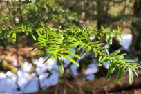 樹海ネイチャーツアー