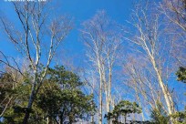 樹海ネイチャーツアー