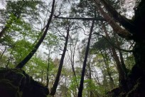 樹海ネイチャーツアー