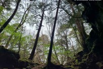 樹海ネイチャーツアー