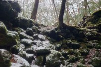 樹海ネイチャーツアー