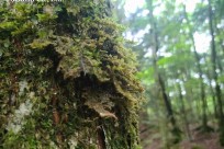 樹海ネイチャーツアー