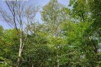 樹海ネイチャーツアー