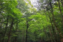 樹海ネイチャーツアー