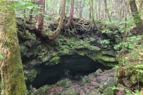 樹海ネイチャーツアー