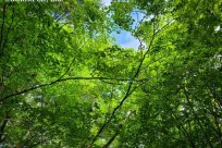 樹海ネイチャーツアー