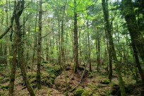 樹海ネイチャーツアー