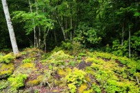 樹海ネイチャーツアー