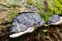 樹海ネイチャーツアー