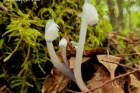 樹海ネイチャーツアー