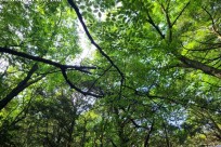 樹海ネイチャーツアー