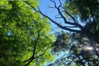 樹海ネイチャーツアー