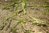 樹海ネイチャーツアー