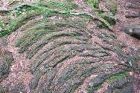 樹海ネイチャーツアー