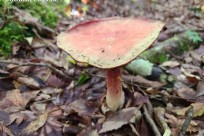 樹海ネイチャーツアー