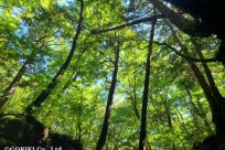 樹海ネイチャーツアー