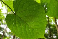 樹海ネイチャーツアー