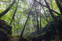 樹海ネイチャーツアー
