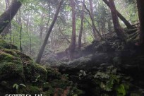 樹海ネイチャーツアー