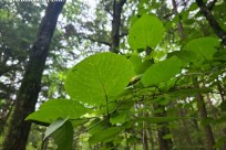 樹海ネイチャーツアー