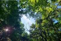 樹海ネイチャーツアー