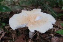 樹海ネイチャーツアー