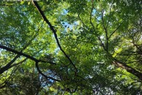 樹海ネイチャーツアー