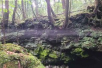 樹海ネイチャーツアー