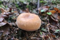 樹海ネイチャーツアー