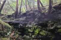 樹海ネイチャーツアー