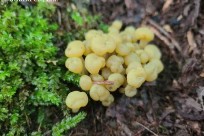 樹海ネイチャーツアー