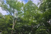 樹海ネイチャーツアー