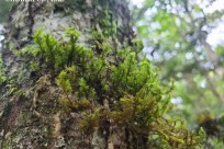 樹海ネイチャーツアー