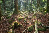 樹海ネイチャーツアー