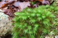 樹海ネイチャーツアー